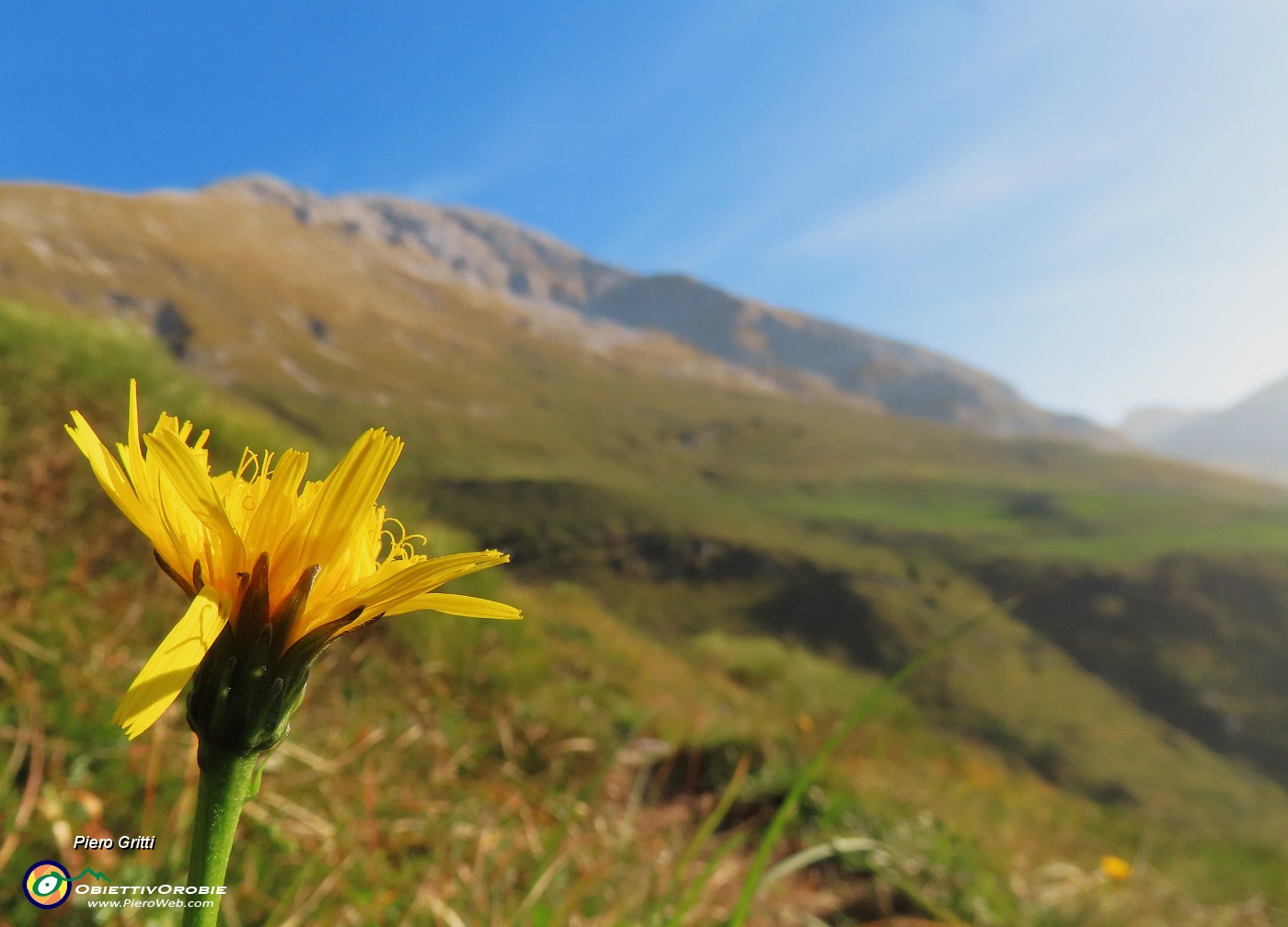 12 Noi fiori gialli splendiamo anche a inizio autunno .JPG